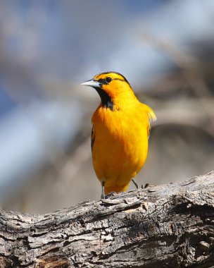 Bullock's Oriole (erkek) (icterus bullockii)