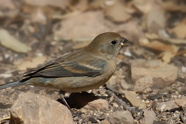 Lazuli Bunting Hembra Passerina Amoena — Foto de Stock