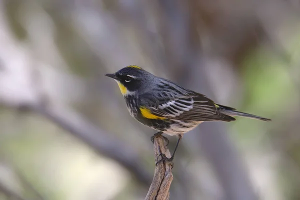 Warbler Amarelo Rumped Audubon Verão Setophaga Coronata — Fotografia de Stock