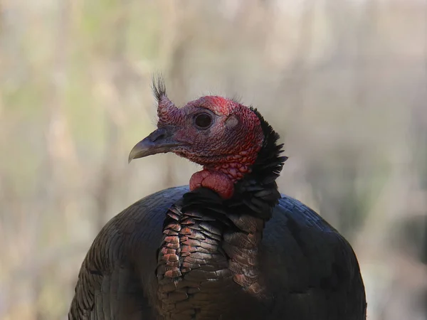 Wild Turkey Closeup Head Meleagris Gallopavo — Stock Photo, Image