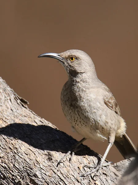 Moqueur Bec Courbé Toxostoma Curviroste — Photo