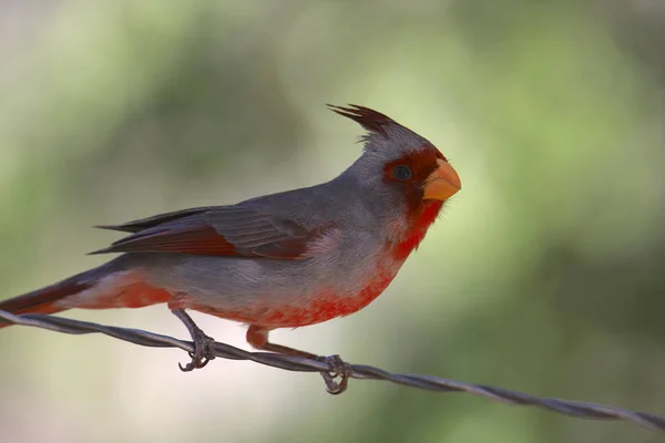 Pyrrhuloxia Erkek Cardinalis Sinuatis — Stok fotoğraf