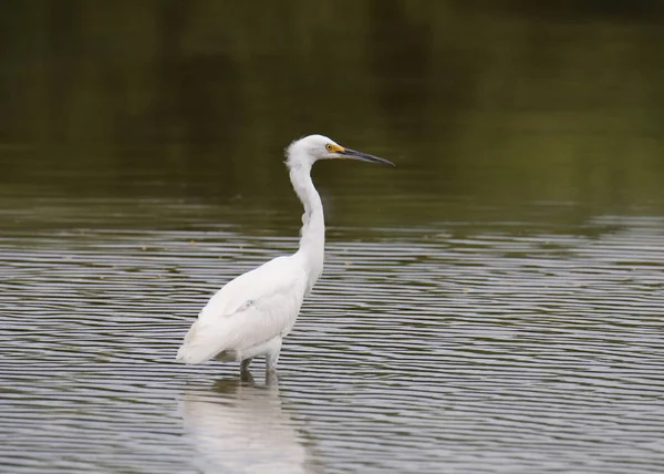 Egret Sněžná Egretta Thula Brodí Rybníku — Stock fotografie