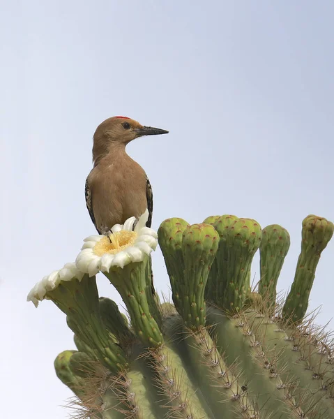 Gila Specht Männlich Hockt Auf Einer Saguaro Kakteenblüte — Stockfoto