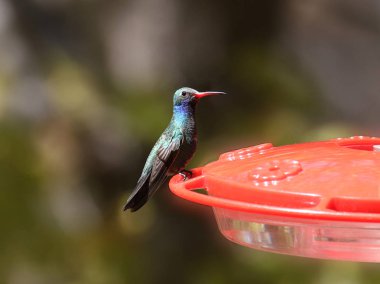 Broad-billed Hummingbird (male) at a traditional red hummingbird feeder (cynanthus latirostris) stock vector