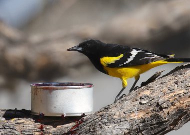 Scott's Oriole (erkek) (icterus parisorum)