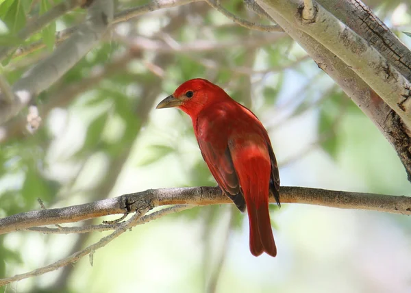 Καλοκαίρι Tanager Αρσενικό Piranga Rubra — Φωτογραφία Αρχείου