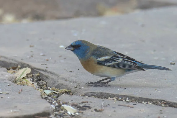 Lazuli Bunting Maschio Passerina Amoena — Foto Stock