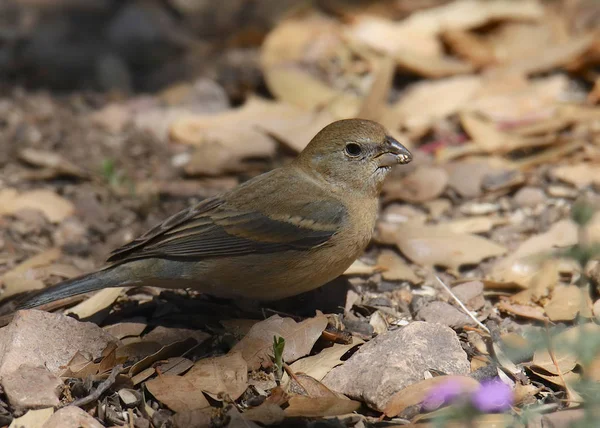 Lazuli Bunting Kadın Passerina Amoena — Stok fotoğraf