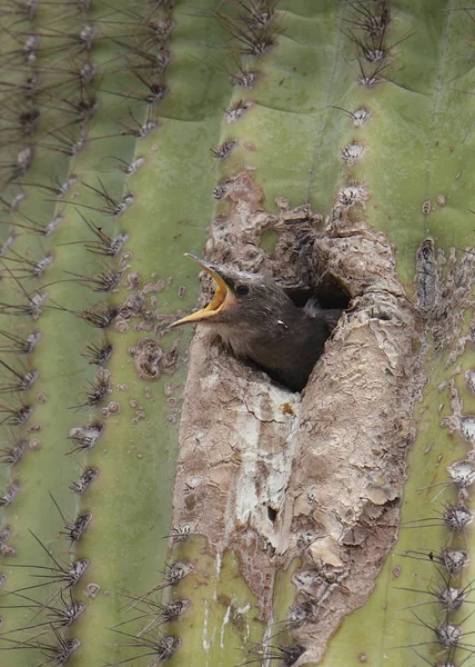 Starling Europeo Juvenil Asomándose Por Agujero Cactus Saguaro Con Pico — Foto de Stock