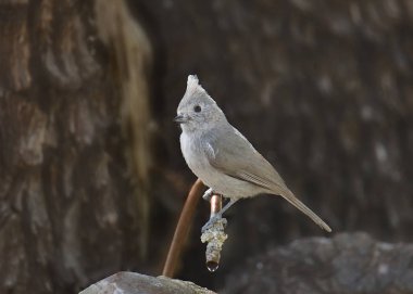 Ardıç Titmouse (baeolophus ridgwayi)