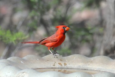 Kuzey Kardinali (erkek) (Kardinaller))