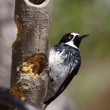 Palamut Ağaçkakan (erkek) (melanerpes formicivorus)