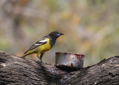 Scott's Oriole (erkek) (icterus parisorum)