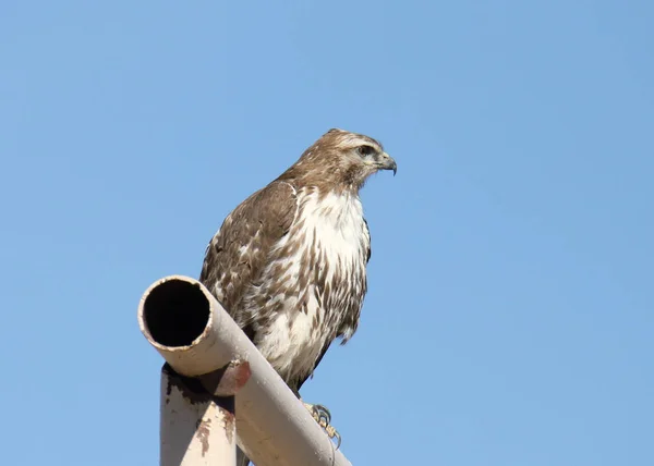 Red-tailed Hawk (immature) (buteo jamaicensis)