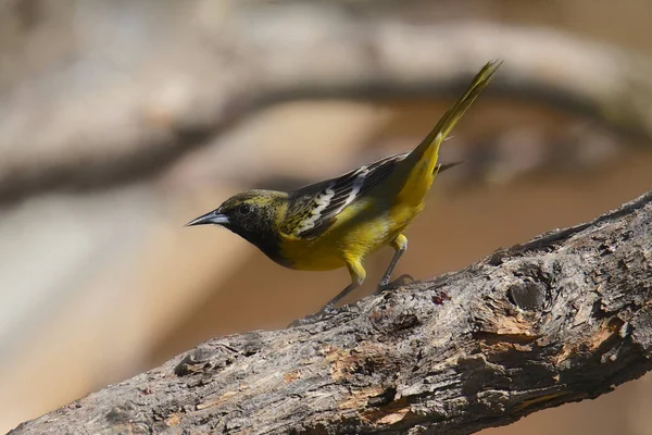 Oriole Scott Femelle Icterus Parisorum — Photo