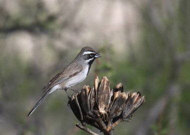 Kuru bitki üzerinde oturan siyah boğazlı serçe (amphispiza bilineata)