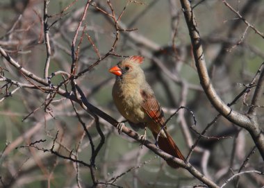 Kuzey Kardinal kadın (cardinalis cardinalis) ağaç üzerinde istirahat
