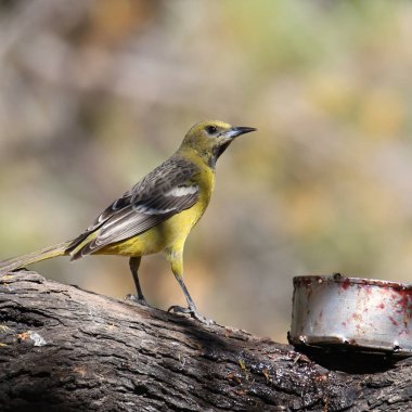 Scotts Oriole dişi (icterus parisorum) kavanozdan jöle yeme