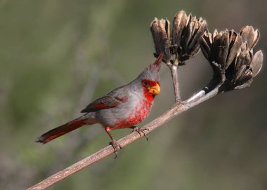 Pyrrhuloxia erkek (cardinalis sinuatis) dal