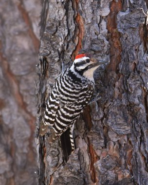 Ladder-backed Woodpecker male (dryobates scalaris) on tree bark clipart