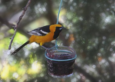 Kapüşonlu Oriole erkek (icterus cucullatus) jöle kavanoz üzerine tünemiş