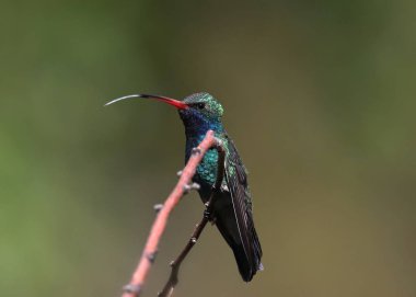 Geniş gagalı sinekkuşu erkek (cynanthus latirostris)