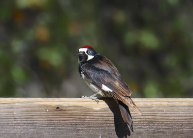 Acorn Ağaçkakan erkek (melanerpes formicivorus) ahşap çit üzerinde oturan