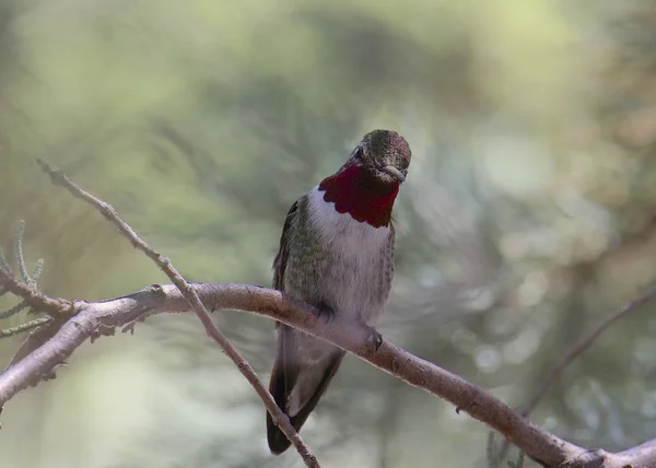 Geniş kuyruklu sinekkuşu erkek (selasphorus platycercus) dal üzerinde oturan