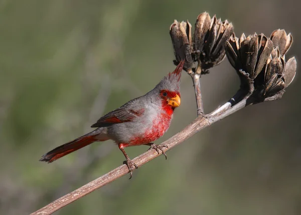 Pyrrhuloxia erkek (cardinalis sinuatis) dal
