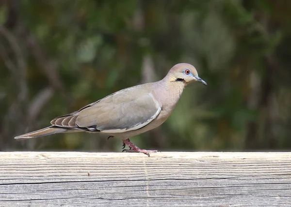 Wit Gevleugelde Duif Zenaida Asiatica Natuurlijke Habitat — Stockfoto