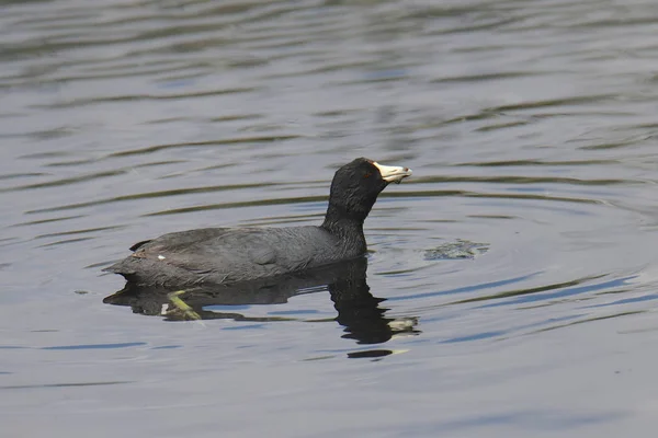 American Coot Fulica Americana Floating River — Stock Photo, Image