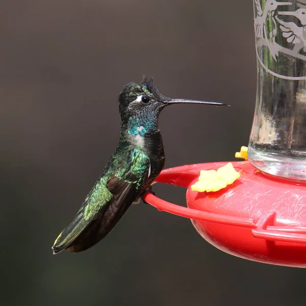 Rivolis Hummingbird Male Eugenes Fulgens — Stockfoto