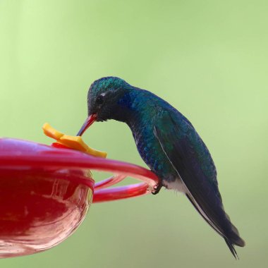 Geniş gagalı sinekkuşu erkek (cynanthus latriostris) içme suyu