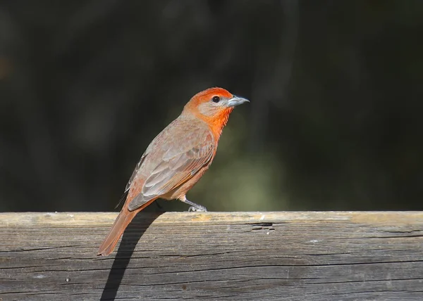 Máj Tanager Piranga Flava Ázsiai Díszmadár Deszka — Stock Fotó