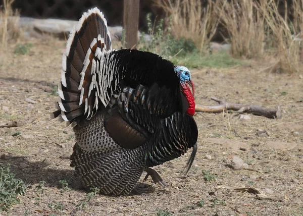 Wild Turkey Male Meleagris Gallopavo Fanned Tail — Stock Photo, Image