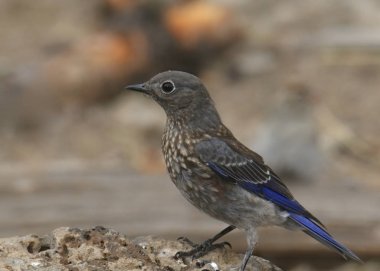 Batı Bluebird (juvenile) (sialia mexicana)