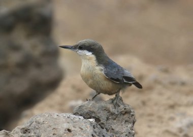 Pigme Nuthatch (sitta pygmaea)