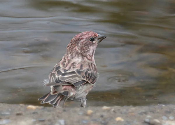 Finch Cassin Macho Cassini Hemorrágico — Fotografia de Stock