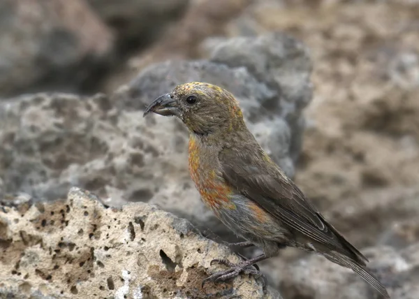 Crossbill Vermelho Imaturo Loxia Curvirostra — Fotografia de Stock