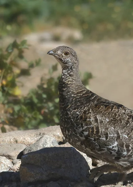 Beyaz Kuyruklu Ptarmigan Dişi Yaz Lagopus Leucura — Stok fotoğraf