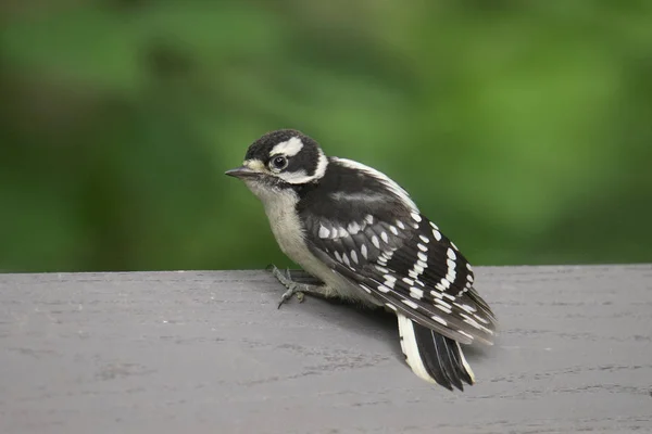 Pájaro Carpintero Hembra Dryobates Pubescens —  Fotos de Stock