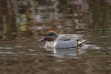 Yeşil kanatlı Teal (erkek) (ananas carolinensis))