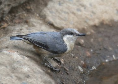 Pigme Nuthatch (sitta pygmaea)
