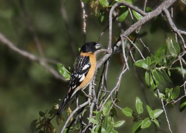 Kara başlı Grosbeak (erkek) (pheucticus melanocephalus)