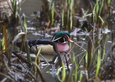 Wood Duck (erkek) (aix sponsa))