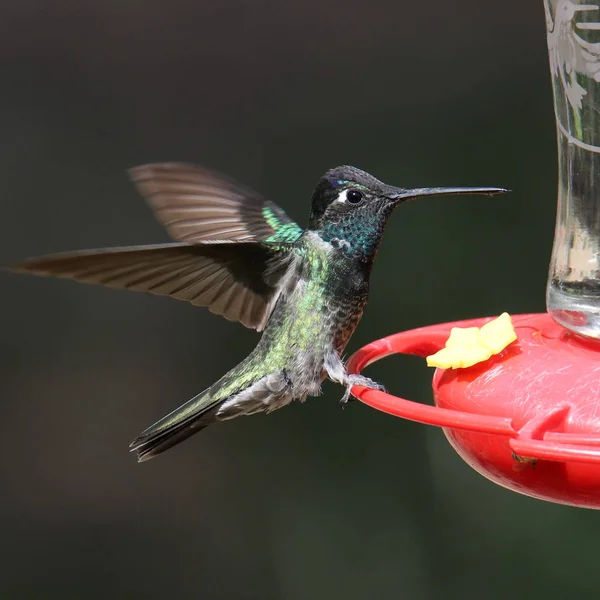 Rivoli\'s (magnificent) Hummingbird (male) (eugenes fulgens)
