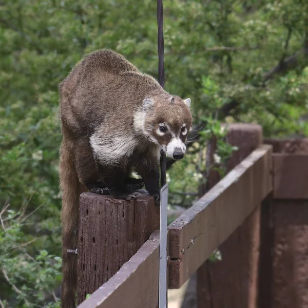 Coati Coatimundis Casulo Nariz Porco — Fotografia de Stock