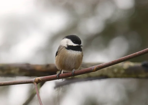 Чёрная Курица Poecile Atricapillus — стоковое фото