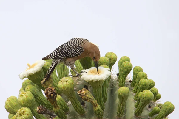 Gila Specht Weibchen Ernährt Sich Von Einer Saguaro Kakteenblüte Melanerpes — Stockfoto